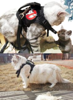 Tactical Cat Harness Small Dog Collar Adjustable 600D Nylon Pet Traction Kitten Escape Proof Cat ...