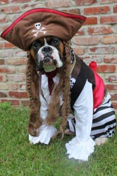 Dog Pirate